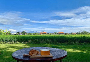 breakfast by paddy fields