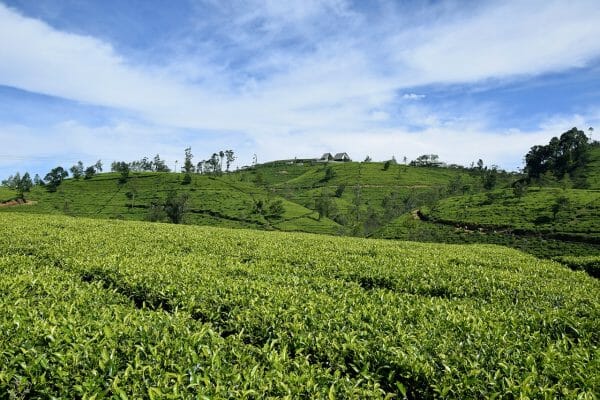 When's the best time to visit Sri Lanka