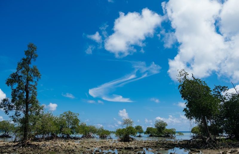 Book a villa, plant a tree- Villa Finder’s latest visit to our Mangrove forest