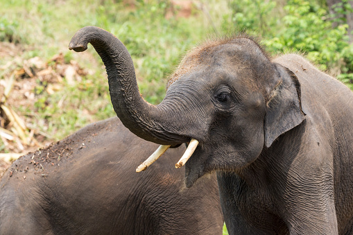 elephant safari