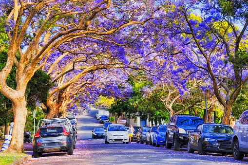 best time to travel in sydney - spring time