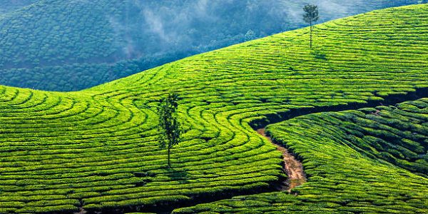 visit the tea plantation with kids