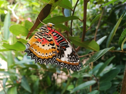 kid-friendly activities in siem reap - Banteay Srey Butterfly Centre