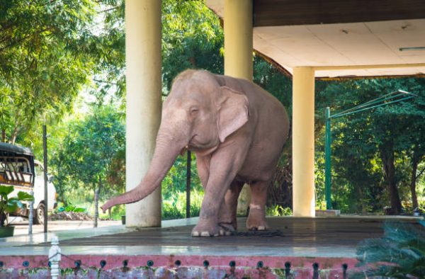 elephant camp