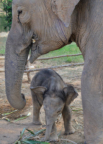 elephants in thailand