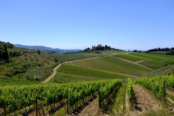 visit. a vineyard