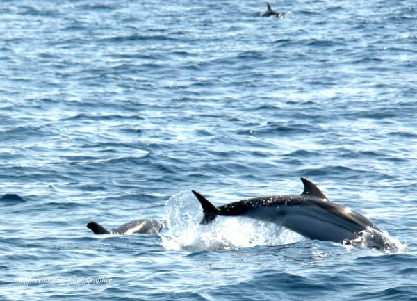 Dolphin watching