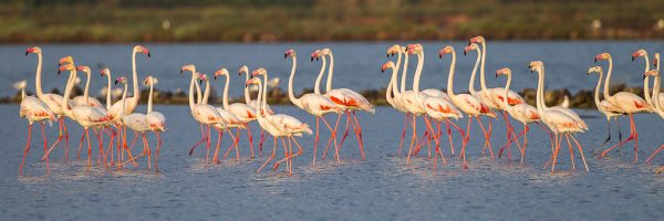 watch wild flamingos in puglia