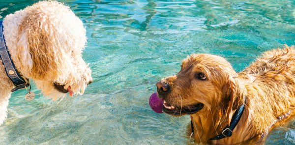 pet friendly villas in ibiza