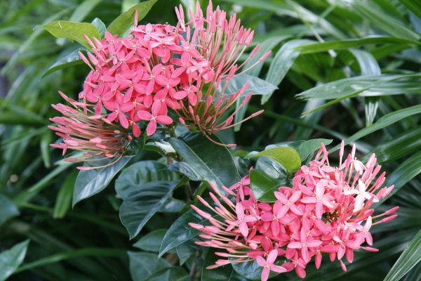 ixora flowers