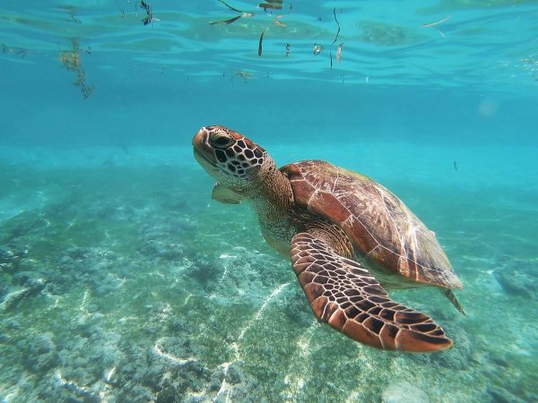 turtles in the ocean