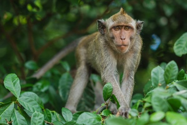 monkey in Bali