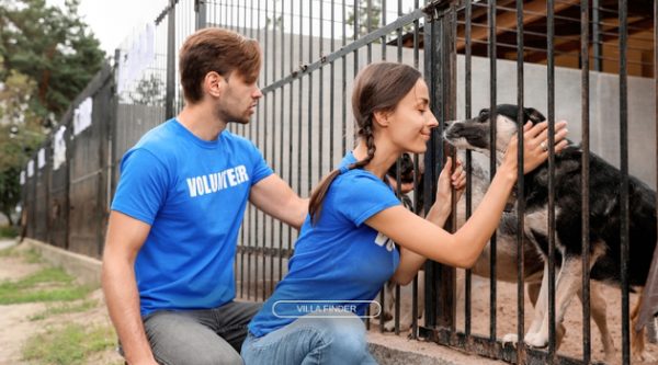 Volunteering on dog shelter for a purposeful travel