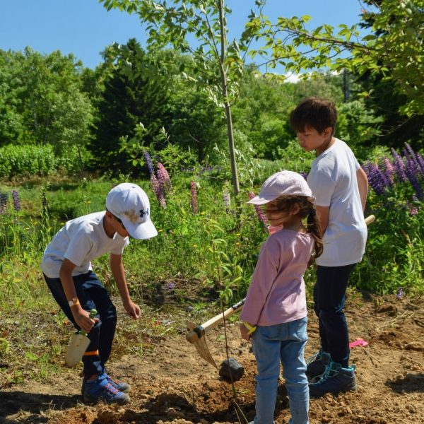 Kids planting trees in niseko