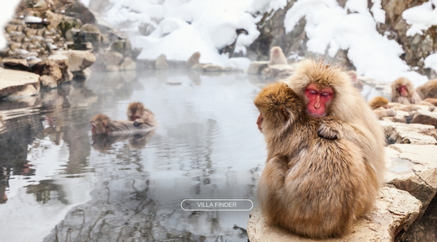 Snow Monkey in Niseko Onsen