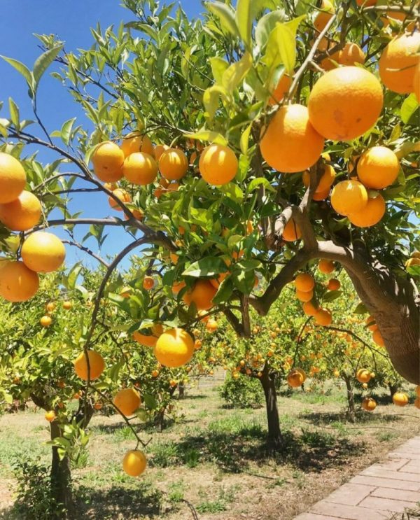 Ecovinyassa