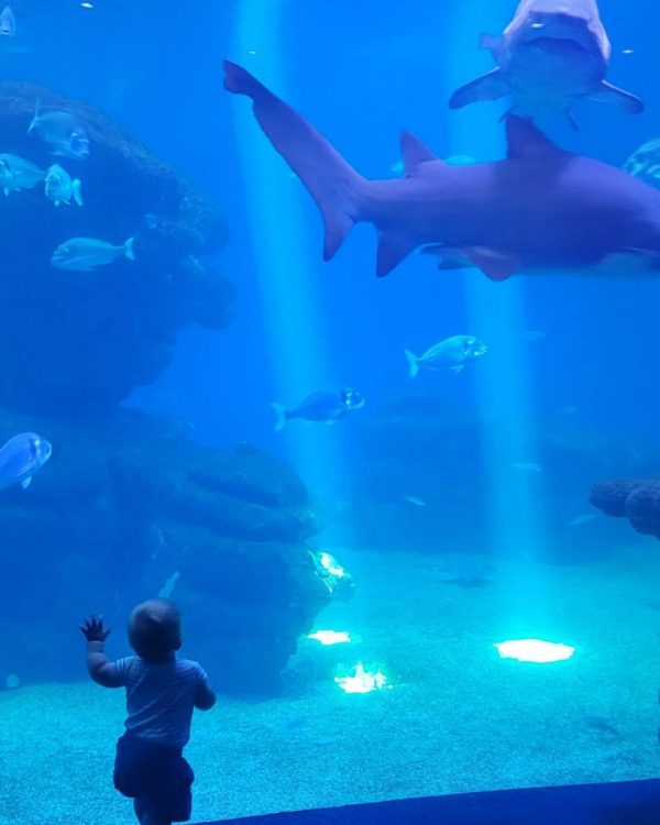 aquarium mallorca