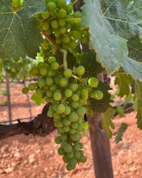 things to do in Majorca: Wine tasting