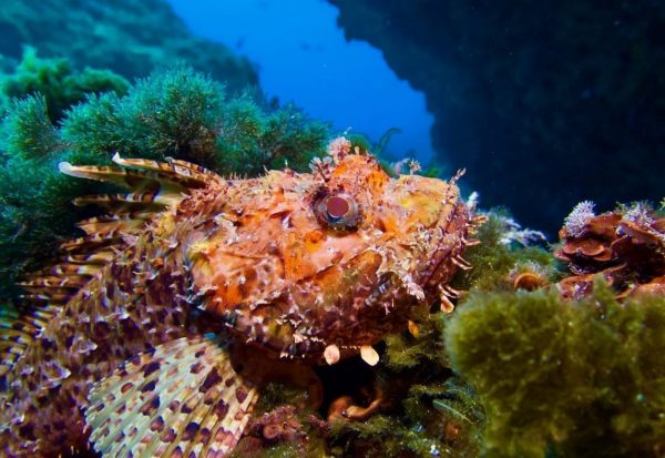 diving in Soller