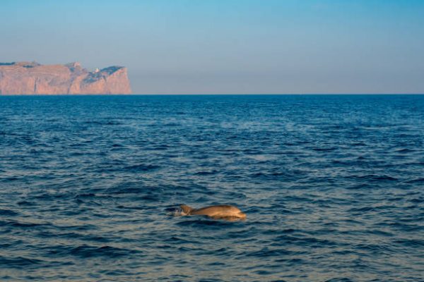 Things to do in Mallorca: Dolphin watching
