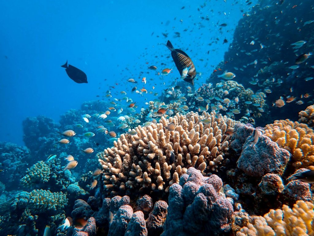 best snorkelling in Mallorca