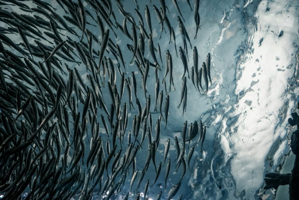 School of sardines