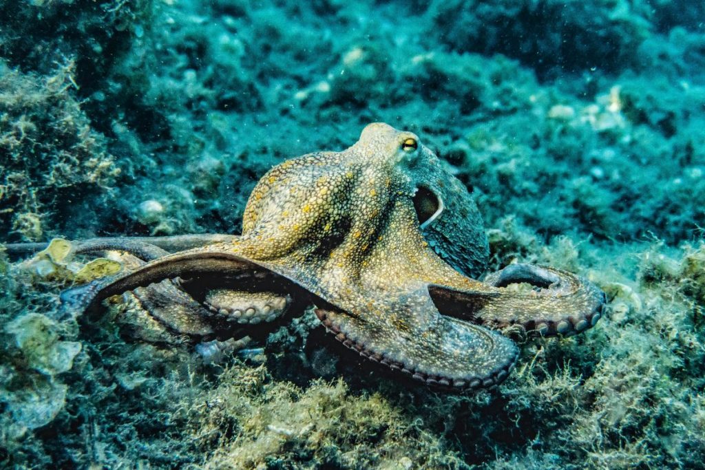octopus at Cala Deia