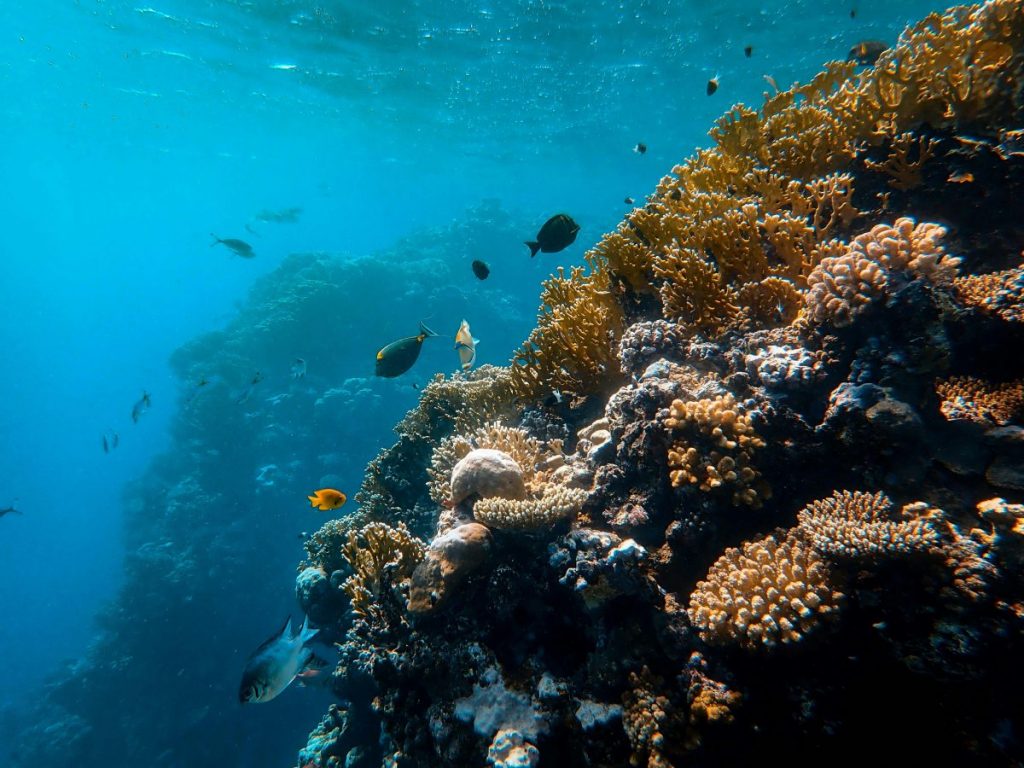 corals in Cala Llombards