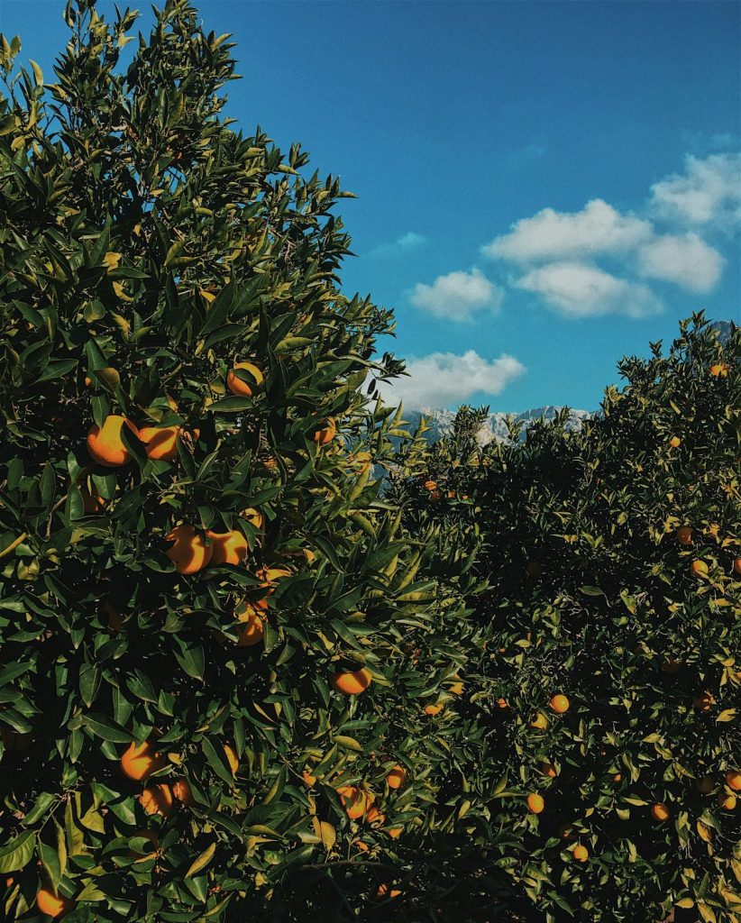 Harvest season in Majorca - best time to visit mallorca