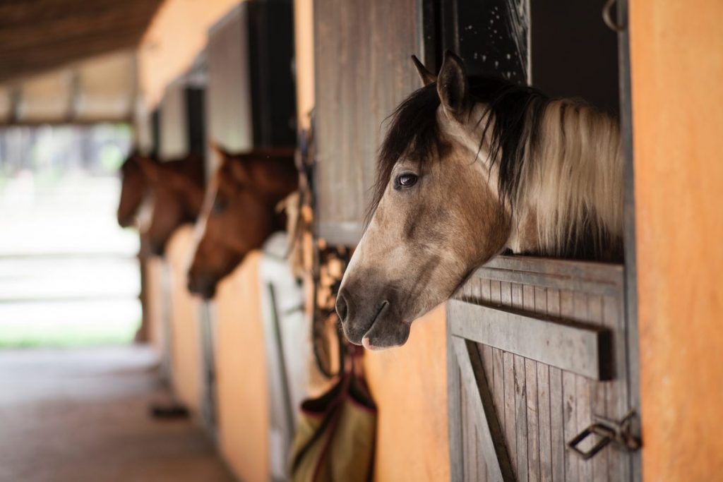 horse riding mallorca