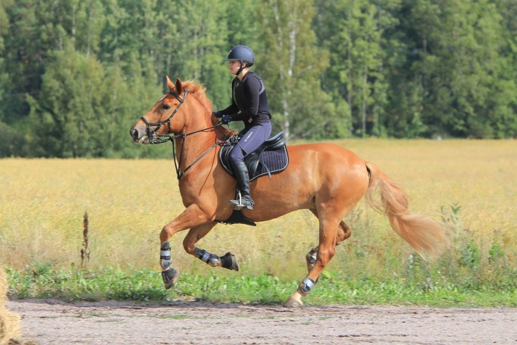 horse riding in beautiful nature