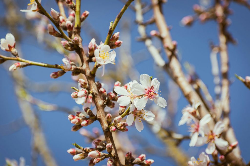 almond blossom