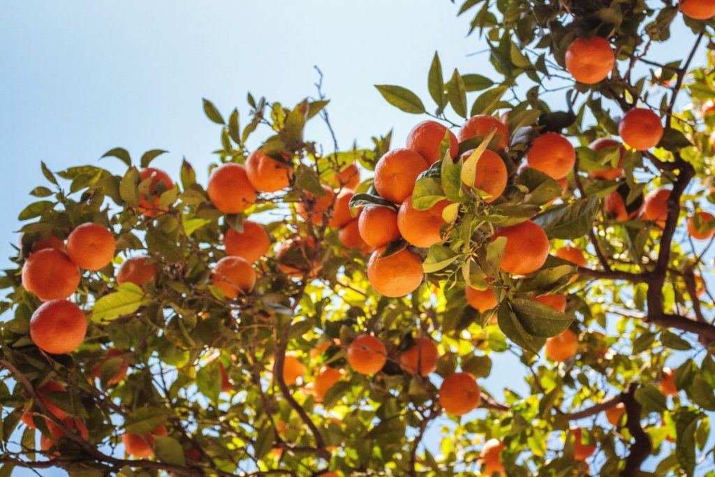 orange orchard