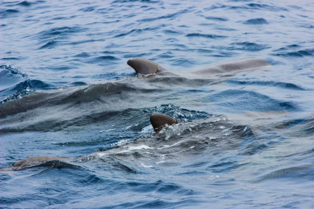 Dolphin watching at Alcudia