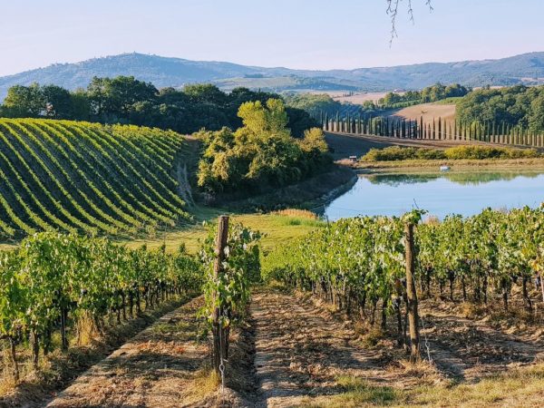winery in Tuscany