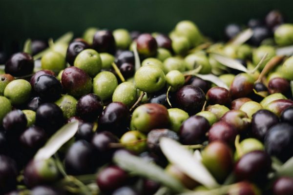 olive farm - one of the reasons why you should visit Umbria