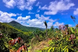 Pristine forest perfect for a hike in Mauritius