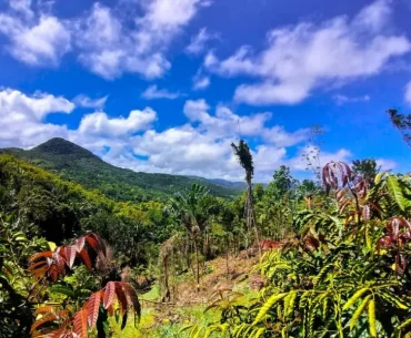 Pristine forest perfect for a hike in Mauritius