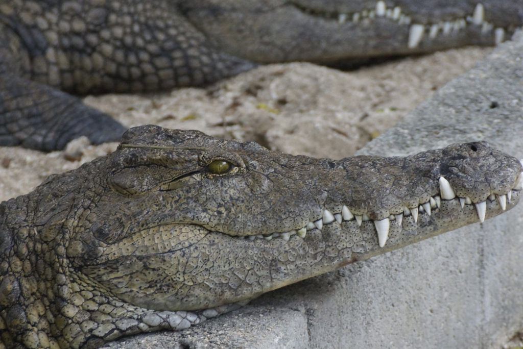 La Vanille Crocodile Park