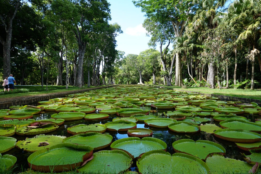 Jardin botanique de Pamplemousse
