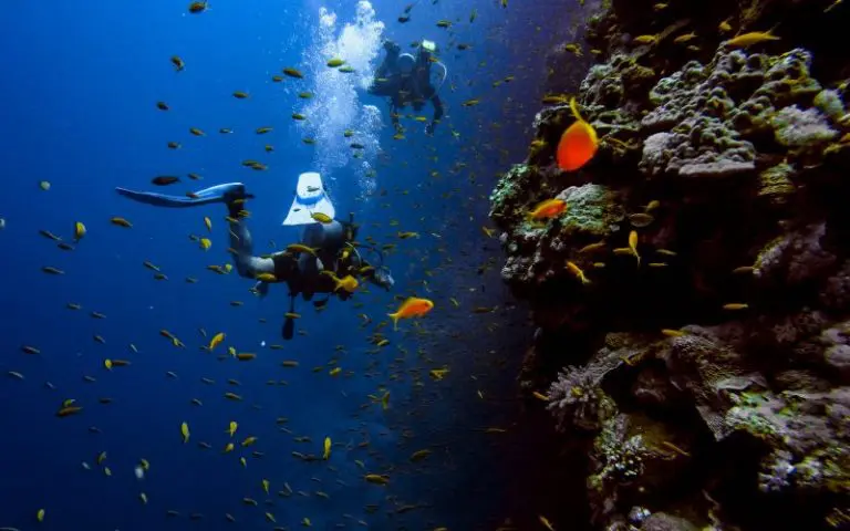 Mauritius underwater world is beautiful that you can't miss to see.