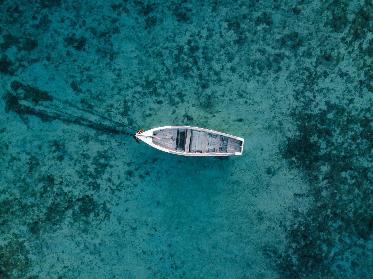 baleines et dauphins à l'île Maurice