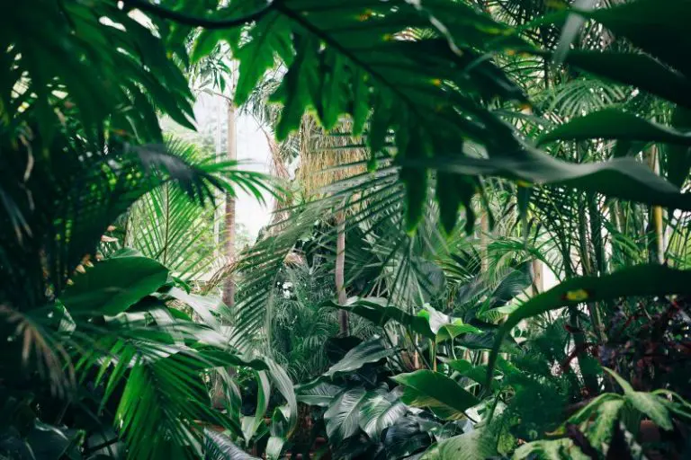 Don't miss visiting the botanical garden in Mauritius, nice thing to do.