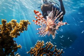 Best diving spots in Mauritius for all levels - where to dive in Mauritius