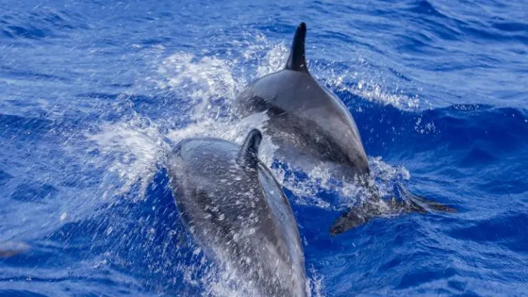 Whale and dolphin at the Black River Coast