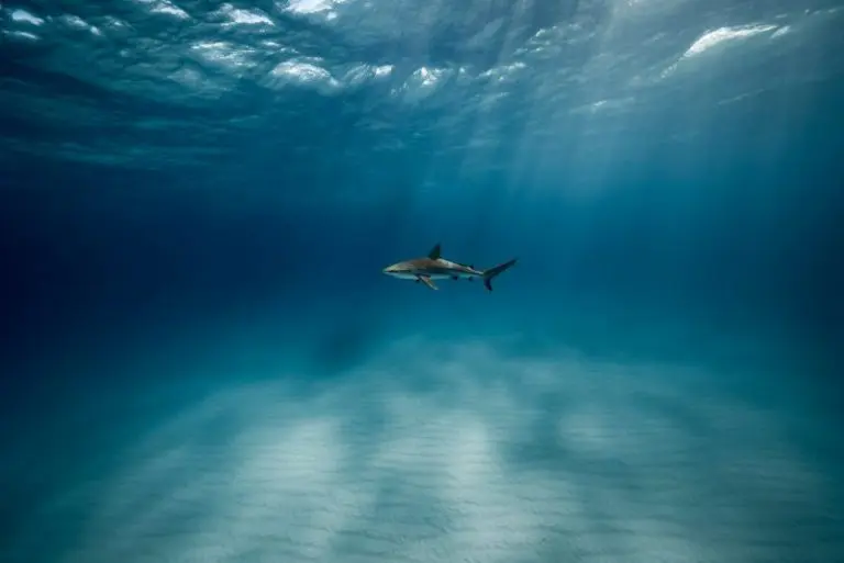 sharks in mauritius