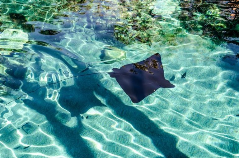 sting ray