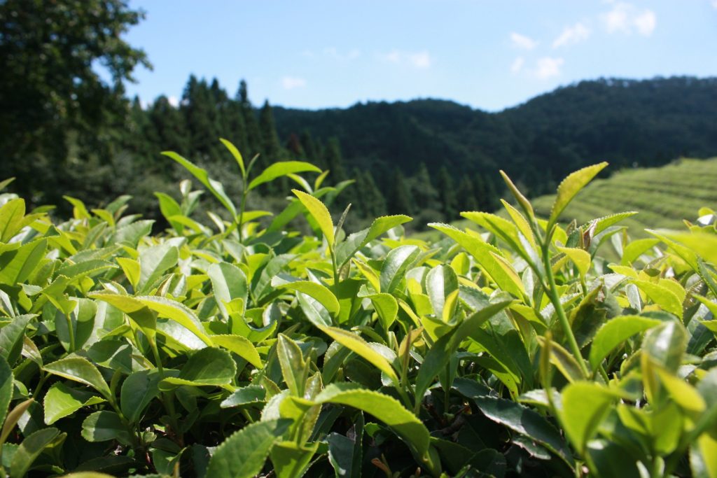Things to do in Mauritius - tea plantation