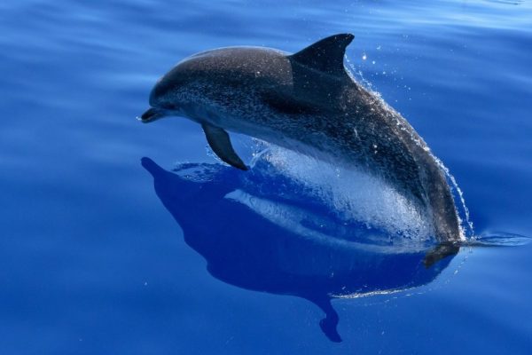 dolphin watching in mauritius